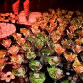 Fotogalerie: Catering #48